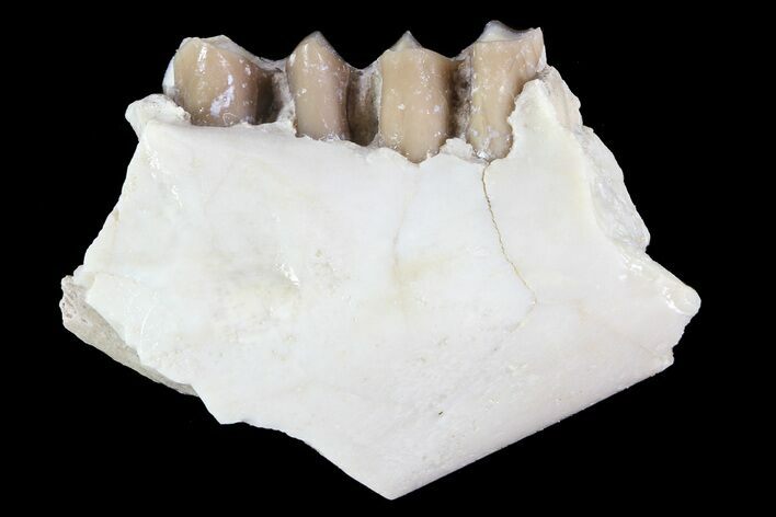 Oreodont (Leptauchenia) Jaw Section - South Dakota #73653